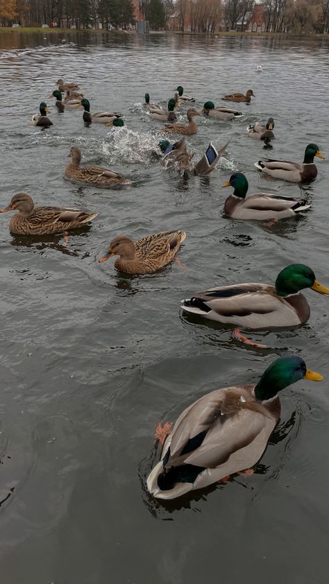 Duck Pond Aesthetic, Ducks Mallard, Duck Ponds, Wild Ducks, Duck Farm, Muscovy Duck, Duck Farming, Raising Ducks, Mallard Ducks