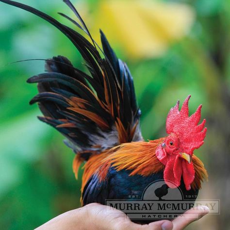 Murray McMurray Hatchery - BB Red Old English Game Bantam Old English Bantam Chickens, Bantam Chicken Breeds, Poultry Breeds, Rooster Breeds, Bantam Chickens, Day Old Chicks, Backyard Chicken Coop Plans, Diy Chicken Coop Plans, Backyard Chicken Farming