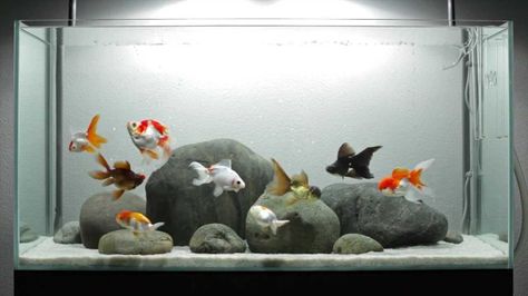 Minimalist Fish Tank, Types Of Goldfish, Goldfish Aquarium, Fish Aquarium Decorations, Fish Tank Themes, Fancy Goldfish, Samwise Gamgee, Goldfish Tank, Fish Tank Design