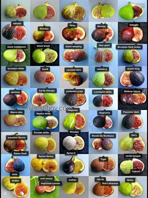 Growing Fig Trees, Fig Tree Plant, Fig Varieties, Plantarea Legumelor, Growing Fruit Trees, Fig Fruit, Fig Recipes, Fresh Figs, Food Forest