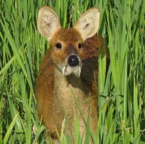 Musk Deer, Water Deer, Wild Animals Pictures, Natural Park, Silly Animals, Weird Animals, Cute Plush, Spirit Animal, Koi