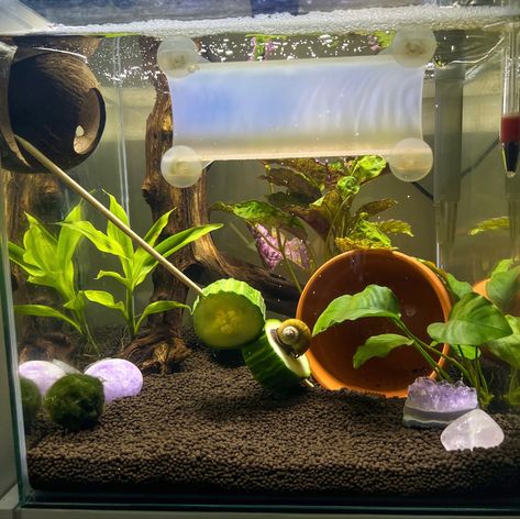 Moss Ball Aquarium, Tank Terrarium, Fish Tank Terrarium, Fish Keeping, Fish Tank Design, Tropical Fish Tanks, Moss Ball, Aquarium Setup, Betta Tank