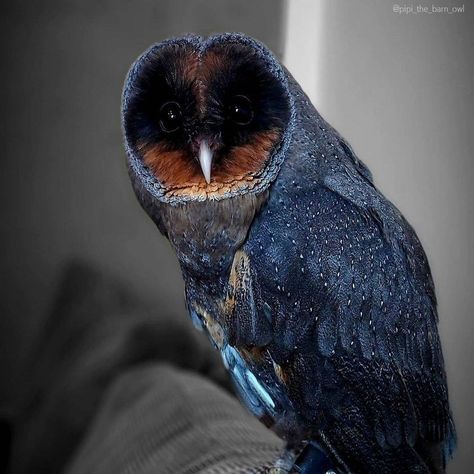 Black Barn Owl, Black Barn, Barn Owl, On Instagram, Black, Instagram