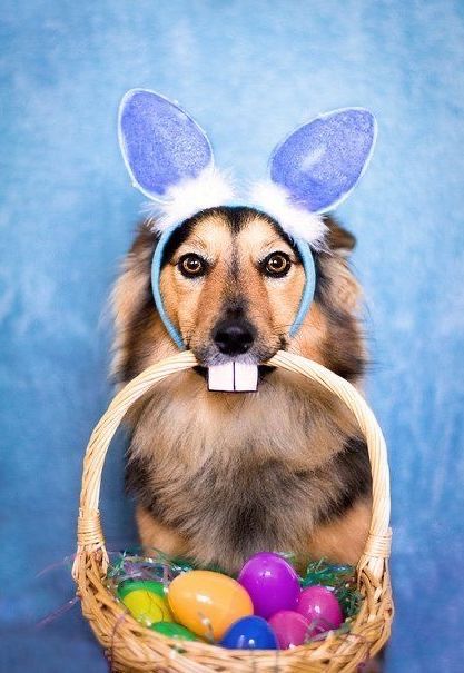 Easter Dog Photos, Easter Pet Photos, Easter Photoshoot, Easter Dog, Dog Photoshoot, Dog Costumes, Dog Costume, Sweet Heart, Dog Photography