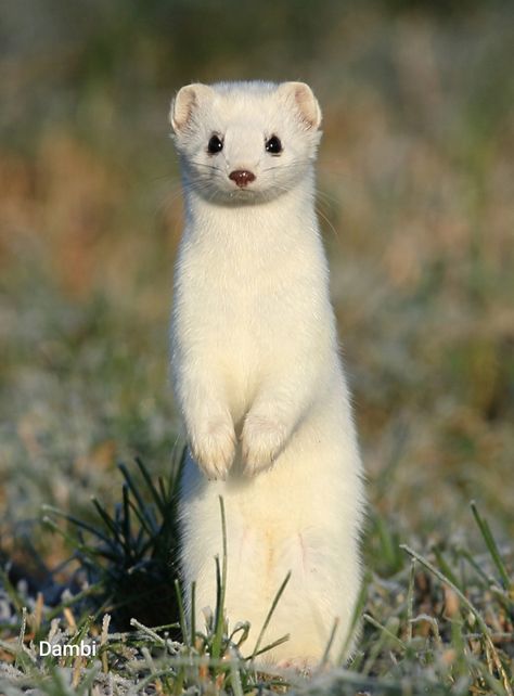 Huron Animal, Weasel Drawing, Weasel Art, Weasel Animal, Cute Weasel, Silly Animal Pictures, Baby Ferrets, Cute Animal Tattoos, Tattoo Nature