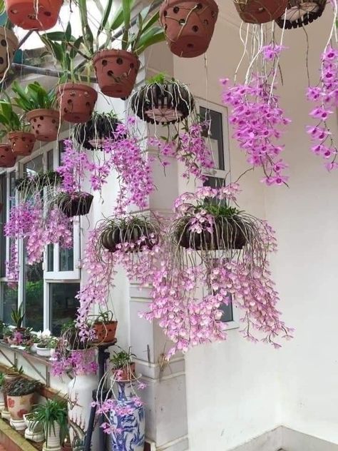 Hanging Orchid Planter, Orchid Garden Ideas, Outdoor Curtain Ideas, Diy Orchids, Hanging Orchid, Orchid House, Living Room Cozy, Orchid Varieties, Orchid Planters