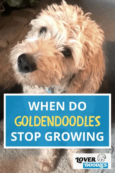 Puppy Cut Goldendoodle, Goldendoodle Puppy Haircut, Goldendoodle Tips, Toy Goldendoodle, English Goldendoodle, Goldendoodle Haircuts, Draw Dogs, Goldendoodle Grooming, Standard Goldendoodle