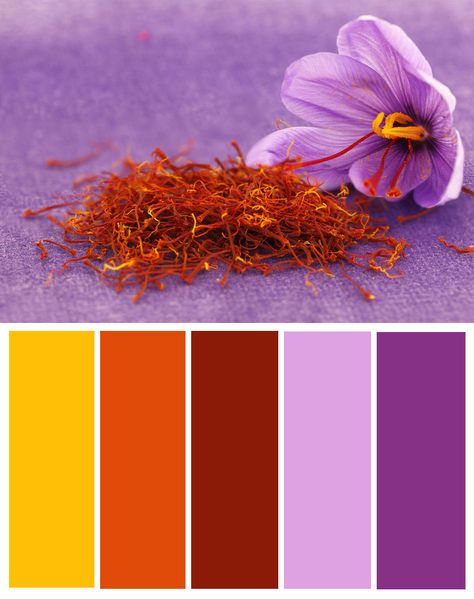 Saffron Color Palette Saffron Colour Palette, Purple Yellow Red Color Palette, Orange Yellow Purple Color Palette, Lavender Orange Color Palette, Violet Orange Color Palette, Saffron Color, Gold Purple Color Palette, Saffron Color Palette, Yellow And Purple Color Palette