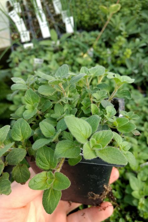 Grow Herbs In Water, Herbs In Water, Grow Oregano, Grow From Cuttings, Growing Catnip, Growing Basil Indoors, Growing Oregano, Growing Thyme, Indoor Herbs