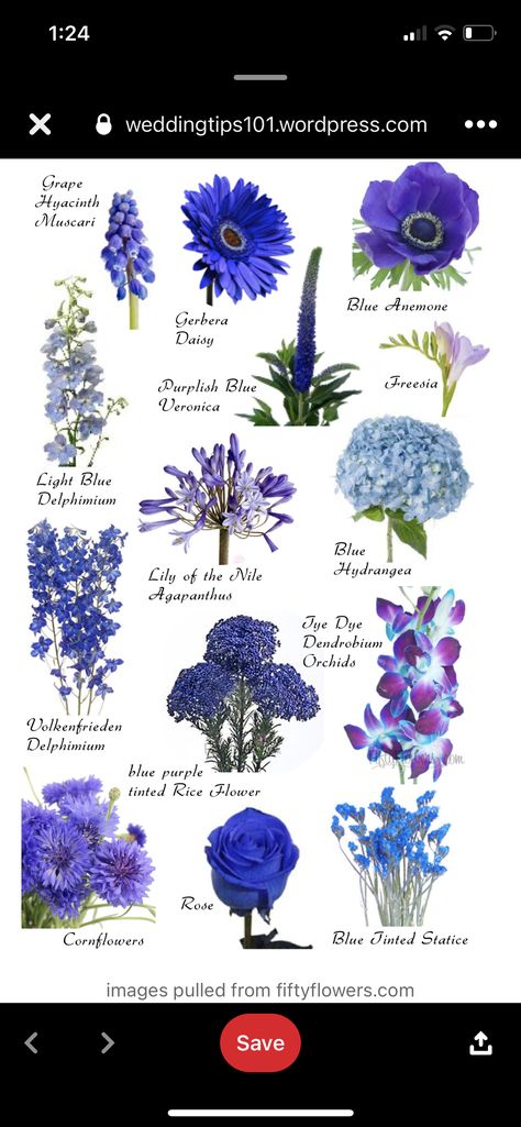 Wedding Flower Names, Muscari Flower, Purple Wedding Flower, Blue And Purple Wedding, Blue Dendrobium Orchids, Flower Chart, Blue Delphinium, Dendrobium Orchids, Blue Lily