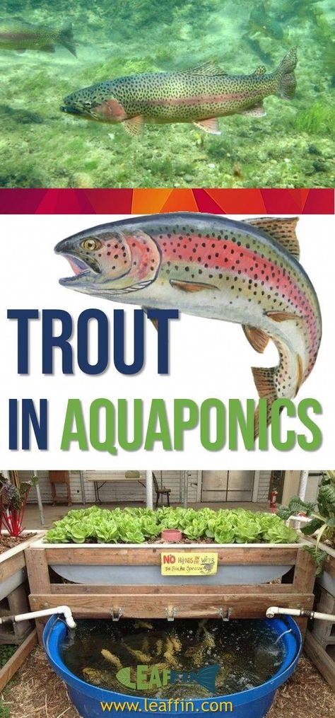 Aquaponics Greenhouse, Backyard Aquaponics, Aquaponics Fish, Aquaponics Diy, Film Technique, Aquaponic Gardening, Aquaponics System, Fish Farming, Growing Fruit