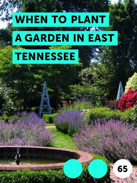 When to Plant a Garden in East Tennessee. Vegetable gardens produce bright foliage, blooms and bountiful harvests from spring through summer, but only when they get the right planting and care. The first steps in that care include site, soil preparation and timing. Eastern Tennessee is in U.S. Department of Agriculture hardiness zone 7; the warm... Propagate Mint, Martha Washington Geranium, Best Grass Seed, Growing Zucchini, When To Plant Vegetables, Natural Fence, Aerate Lawn, Mint Plants, Yard Care