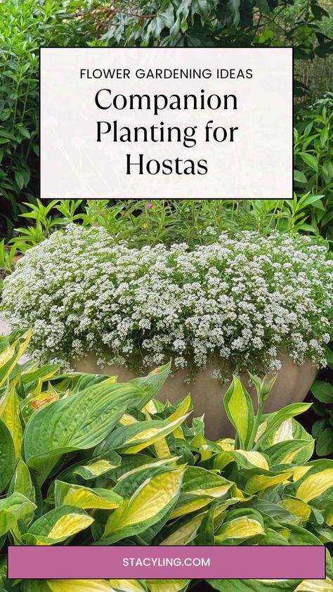 Tired of slugs and deer ruining your hostas? Learn the secrets of companion planting to keep pests away and create a gorgeous, low-maintenance shade garden Creeping Myrtle, Virginia Bluebells, Hosta Gardens, Shade Gardens, Lenten Rose, Hosta Plants, Garden Images, Healthy Garden, Deciduous Trees