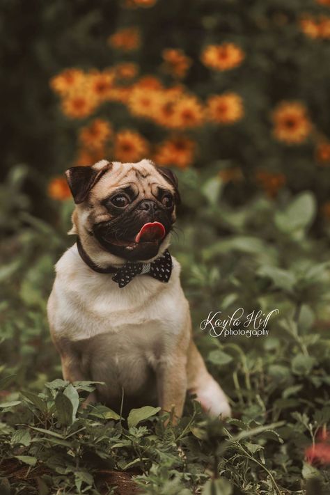 Bilo's first birthday pictures! @ctsumpter dog pug first birthday Pug Photography, Pug Photoshoot, Dog Photography Creative, Dog Owner Photoshoot, Dog Birthday Pictures, Pet Pug, First Birthday Pictures, Pug Pictures, Pug