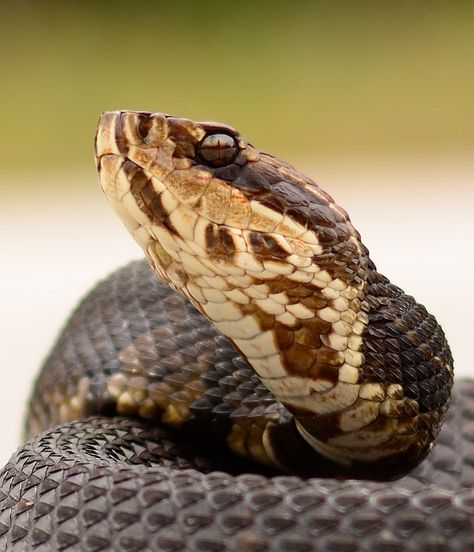 ˚Florida Cottonmouth Snake Mouth Open Side View, Cotton Mouth Snake, Snake Coming Out Of Mouth, Snake Mouth Open, Snakes Striking, Cottonmouth Snake, Venomous Animals, Pit Vipers, Cotton Mouth