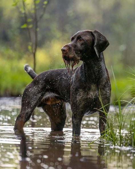 Roommate Ideas, German Short Hair Pointer, Short Hair Pointer, Hunting With Dogs, German Short Hair, German Pointer, Types Of Dogs Breeds, Dogs Photography, Different Types Of Dogs