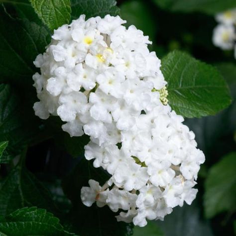 SunDance™ White Lantana White Lantana, Lantana Camara, North Garden, Attracting Bees, Summer Plants, How To Attract Hummingbirds, Attract Butterflies, Garden Pool, Fragrant Flowers