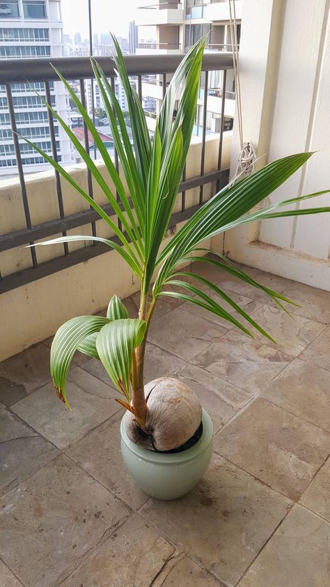 Palm House Plants, Bonsai Diy, Mini Palm Tree, Palm Frond Art, Indoor Palms, Tree Growing, Coconut Palm Tree, Banana Tree, Potted Trees