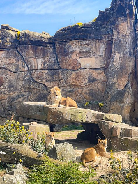 Zoo Asethic, Planet Zoo Lion Habitat, The Zoo Aesthetic, Zoo Asthetic Picture, Zoo Date Aesthetic, Planet Zoo Inspiration, Zoo Background, Zoo Marketing, Zoo Aesthetic