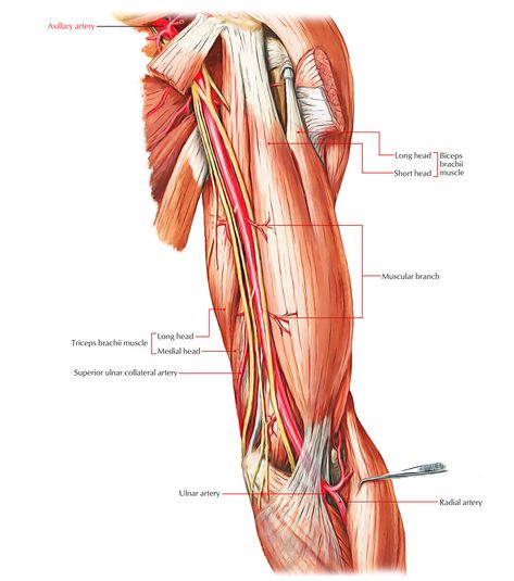 Arteries of the Upper Limb: Axillary Artery Axillary Artery, Brachial Artery, Major Arteries, Triceps Brachii Muscle, Limb Anatomy, Human Anatomy Picture, Upper Limb Anatomy, Arteries Anatomy, Axillary Nerve