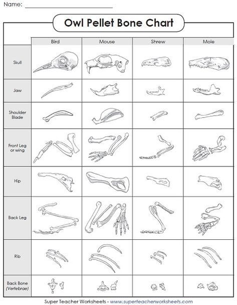 Check out our new Owls and Owl Pellet Worksheets page in the science section! Bone Collecting Tips, Owl Pellet Bone Sorting Chart, Owl Pellet Dissection, Owl Activities, Owl Pellets, Science Printables, Teaching Biology, Kindergarten Science, Worksheet Template