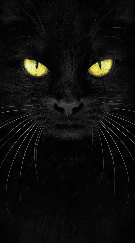 Wallpaper Black Cats Aesthetic Wallpaper, Black Cat Aesthetic Wallpaper, Black Cat Photography, Aesthetic Cat Names, Black Cat Wallpaper, Christmas Cat Funny, Black Cat Pictures, Wallpaper Gatos, Names Cat