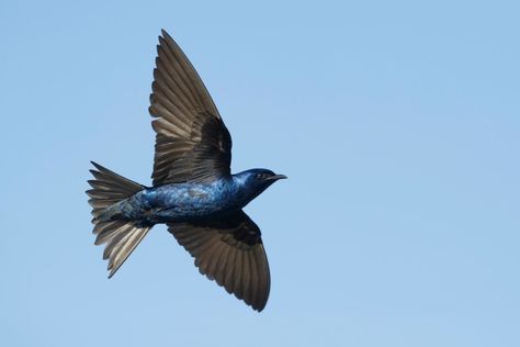 5 Migratory Birds You Might See This Spring - The Bermudian Magazine Purple Martin Bird, Martin Bird, Eye Structure, Purple Martin House, Tree Swallow, Purple Martin, Barn Swallow, Touch Of Gray, Migratory Birds