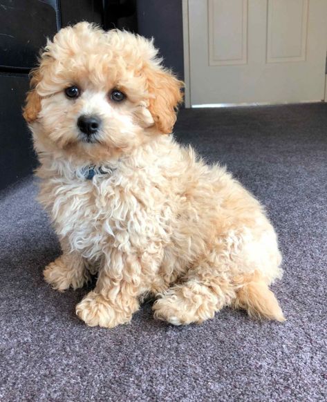 Poochon Dog, Poochon Puppies, Dog Breeders, Family Dog, Dog Breeder, Family Dogs, Little Dogs, Four Legged, Puppies For Sale