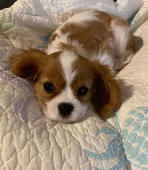 Dogs King Charles Spaniel, King Spaniel Charles Cavalier Puppy, Puppies King Charles Cavalier Spaniel, King Cavalier Puppy, Kings Cavalier Spaniel, Charles Spaniel Cavalier King, King Charles Puppies, Puppy Cavalier King Charles Spaniel, Dog Cavalier King Charles