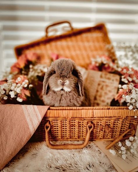 New England, Coffee, Cozy, Pink, Valentine's on Instagram: "🌸 Ozzie 🌸 You'll be seeing Ozzie on my feed from time to time. How could I possibly keep this adorableness to myself! If you want to see additional bunny content, you can follow Ozzie at @bunnies.love.bananas 🍌 Here, we'll share occasional stories, photos, and reels as the cuteness strikes. #cottagecore #cottagecorestyle #cottagecorecommunity #cottagecoredream #cottagecoreaesthetics #dreamcore #cutecore #bunniesofinsta #bunnyworldwid