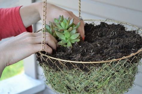 Hanging Succulent Planter, Hanging Succulents Outdoor, Diy Planters Indoor, Wood Succulent Planter, Succulent Planter Diy, Planter Diy, Hanging Fruit Baskets, Diy Concrete Planters, Gardening Projects