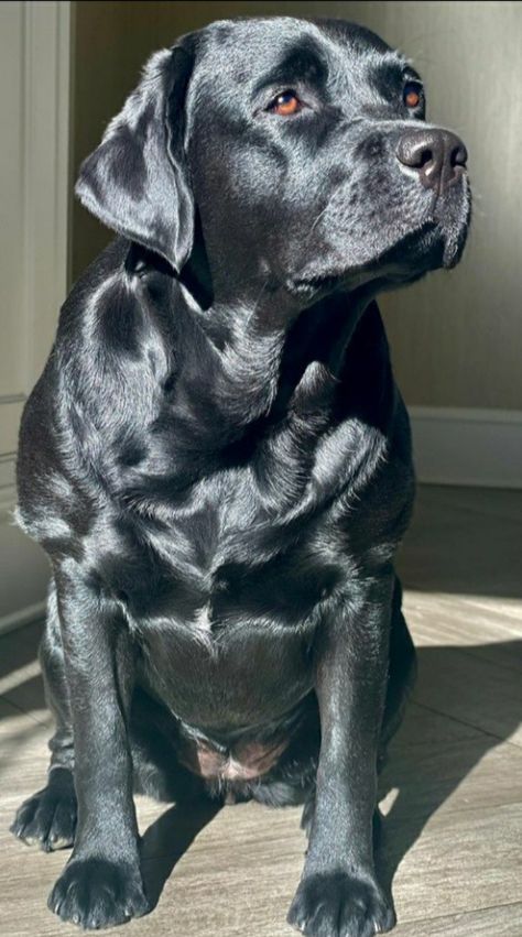 Labrador Nero, Charcoal Labrador, Dog Ear Tattoo, Big Dogs Breeds, Biggest Dog In The World, Labrador Noir, Dog Print Tattoo, Biggest Dog, Black Labs Dogs