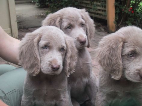 what cuties!  long haired weims Long Haired Weimaraner Puppy, Long Haired Weimaraner, Dog Drawing Reference, Weimaraner Puppy, Tattoos Dog, Weimaraner Puppies, Weimaraner Dogs, Puppies And Kitties, Wild Dogs