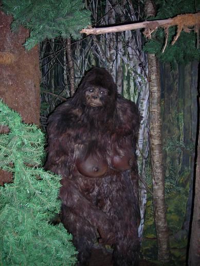 Clearest photo of female Sasquatch to date. Real Bigfoot Pictures, Real Bigfoot, Bigfoot Pictures, Yeti Bigfoot, Bigfoot Art, Bigfoot Sightings, Abominable Snowman, Unexplained Phenomena, Bigfoot Sasquatch