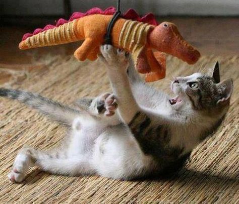 Taking down the enemy Nosara, Adorable Cats, Cute Kittens, Cats Meow, Animals Friends, Crazy Cats, Cat Pics, Cat Love, Kittens Cutest