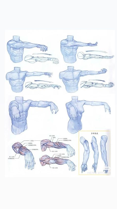 Arm Structure Anatomy, Hand Muscles Anatomy Drawing, Arms In Perspective, Muscle Perspective, Human Muscle Anatomy Art, Body Muscles Anatomy Drawings, How To Draw Masculine Bodies, Arm Perspective Reference, Human Body Anatomy Drawing