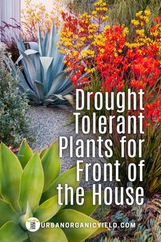 Drought Tolerant Garden Ideas, Full Sun Flower Bed Ideas Front Yards Drought Tolerant, Drought Tolerant Shrubs Full Sun, Full Sun Drought Tolerant Plants Zone 9, Heat Tolerant Landscaping, Drought Resistant Landscaping Front Yard, Plants For Full Sun And Heat, Desert Backyard Ideas Arizona, Draught Tolerant Landscape