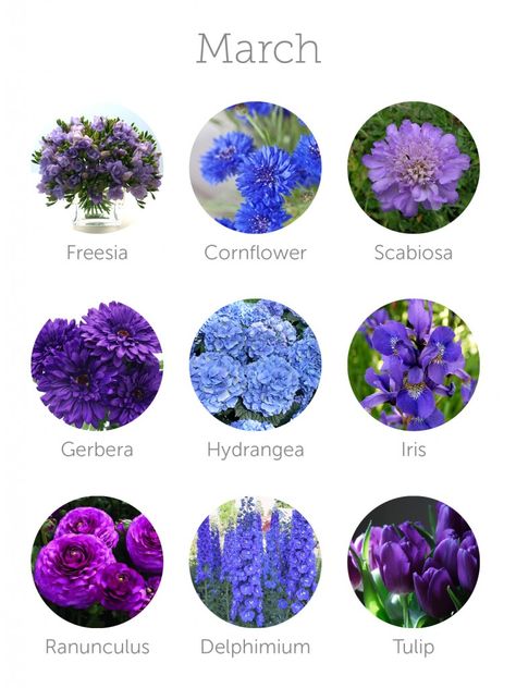 wedding flowers in season - march                                                                                                                                                                                 More March Wedding Flowers, Flowers In Season, Flower Chart, March Wedding, Flower Guide, Flower Meanings, Wedding Budget, Flower Names, Wedding Arrangements