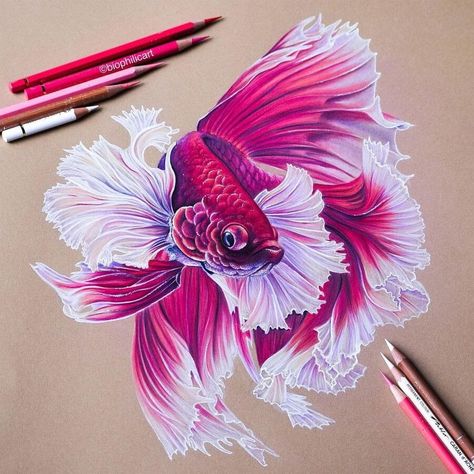 Beta Fish Drawing, Pencil Colour Art, White Cockatoo, Prismacolor Art, Pencil Artwork, Colored Pencil Artwork, Colour Art, Fish Drawings, Pencil Art Drawings