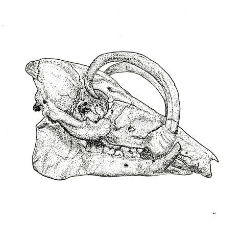 Pig Skull Drawing, Pig Skeleton, Pig Skull Tattoo, Pigma Micron Drawing, Skull Pointillism, Pig Skull, Animal Skull Front View, Pig Tattoo, Natural Form Art