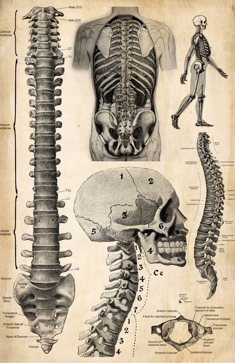 Human Anatomy Wallpaper, Medicine Poster, Anatomy Diagrams, Vintage Medical Art, Anatomy Posters, Anatomy Aesthetic, Kertas Vintage, Medical Drawings, Anatomy Illustration