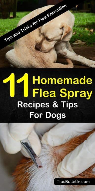 Homemade Flea Spray Recipes for Dogs - 11 Tips and Tricks for Flea Prevention Homemade Flea Spray, Flea Spray For Dogs, Dog Flea Remedies, Home Remedies For Fleas, Flea Powder, Cleaning Dogs Ears, Flea Remedies, Flea Repellent, Flea Spray