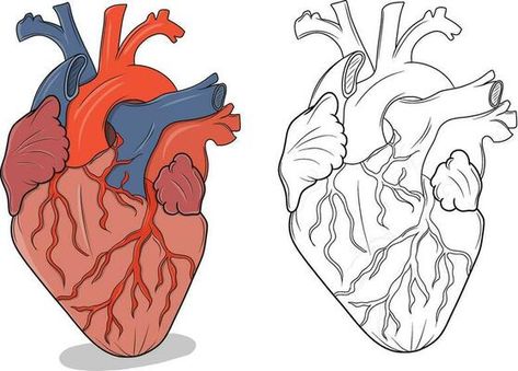 Realistic Heart Outline 602622 Vector Art at Vecteezy Easy Heart Drawings, Anatomical Heart Drawing, Realistic Heart, Heart Diagram, Heart Drawings, Heart Model, Heart Outline, Heart Drawing, Anatomical Heart