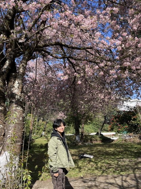 Cherry blossom and a person posing Cherry Blossom In India, Shillong Meghalaya Cherry Blossom, Shillong Cherry Blossoms, Shillong Meghalaya Aesthetic, Meghalaya Aesthetic, Shillong Aesthetic, Shillong Meghalaya, Travel India Beautiful Places, Cherry Blossom Girl