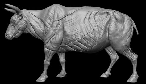 Bull Anatomy Study, on ArtStation at https://www.artstation.com/artwork/Ge9WNV Bull Anatomy, Leg Anatomy, 3d Anatomy, Anatomy Models, Anatomy Study, Anatomy, Animals