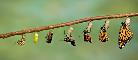 God changes caterpillars into butterflies, sand into pearls, coal into diamonds, using time and pressure, He is working on you too! Description from biologylaf.wordpress.com. I searched for this on bing.com/images Life Of A Butterfly, Butterfly Information, Monarch Butterfly Migration, Butterfly Transformation, Butterfly Metamorphosis, Miles To Go, Monarch Butterflies, Agent Of Change, Change Management