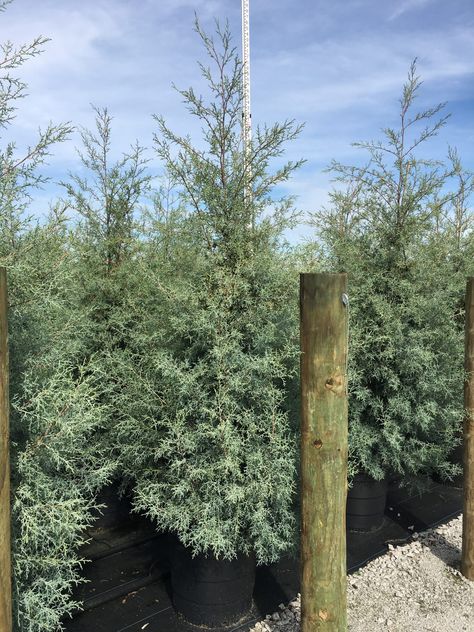 Slender Cypress Trees, Blue Ice Arizona Cypress Tree, Sawara Cypress, Carolina Sapphire Cypress, Leland Cypress, Yard Makeover, Conifers Garden, Future Garden, Its Beautiful