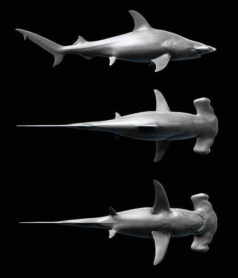 Hammerhead Shark Reference, Smooth Hammerhead Shark, Hammerhead Shark Anatomy, Hammerhead Shark Side View, Shark Top View, Great Hammerhead Shark, Shark Anatomy, Galapagos Shark, Hammerhead Sharks