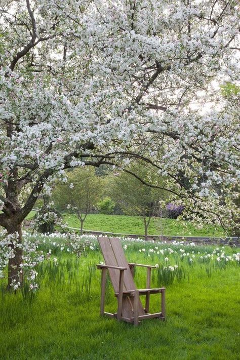 Beautiful Outdoor Spaces, Veg Garden, White Garden, Spring Beauty, White Gardens, Country Gardening, Spring Green, In Bloom, Daffodils