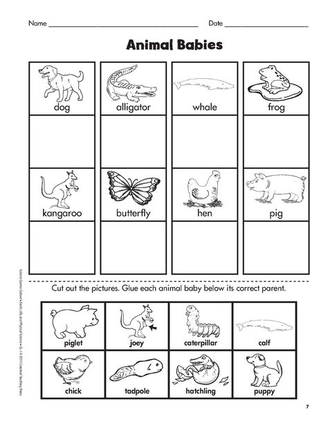 animal babies and their mothers matching - Google Search Animals Worksheet, Mother And Baby Animals, Animal Lessons, Science Games, 1st Grade Science, First Grade Science, Animal Worksheets, Animal Babies, Family Units